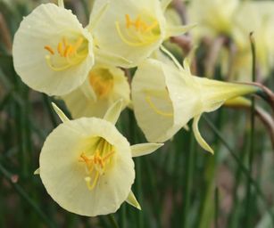 Narcissus Bulbocodium Artic Bells