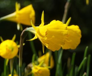 Narcissus Bulbocodium Oxford Gold 