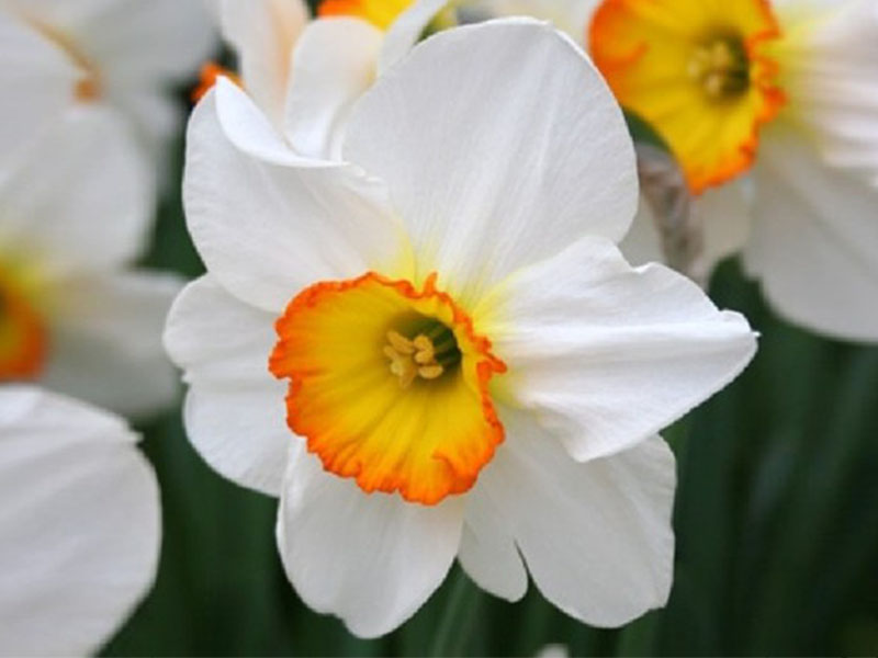 Flower Record