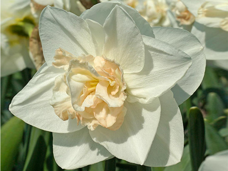 Tender Beauty