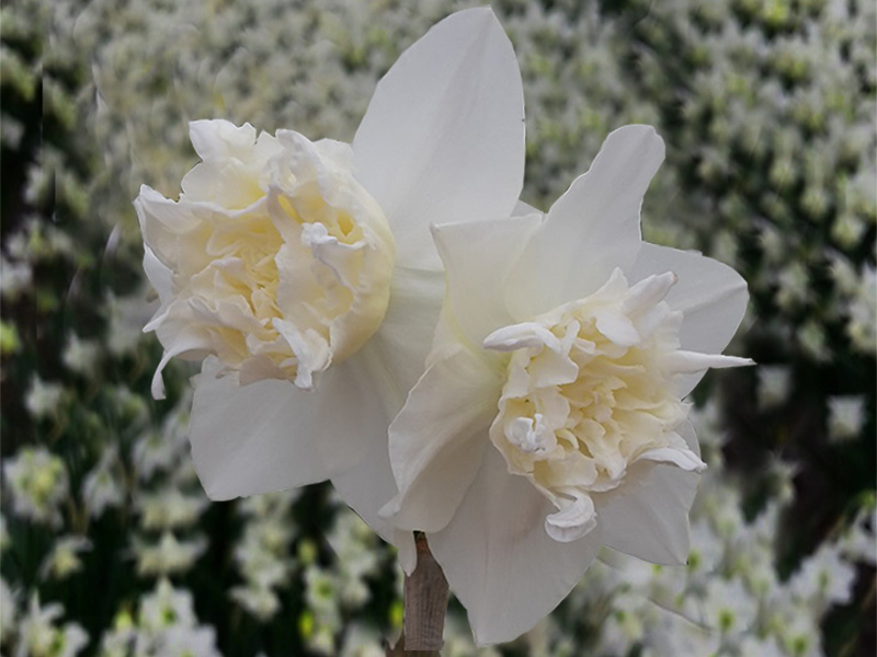 White Marvel