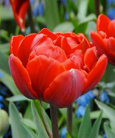 Tulipa Red Princess